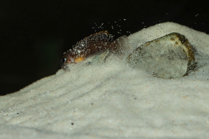 Lamprologus ornatipinnis 'Mwamgongo'